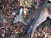 357 magnum for deer?-357-magnum-deer.jpg