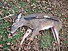 357 magnum for deer?-deer-shot-357-magnum-henry-goldenboy.jpg