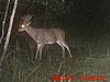 Would you shoot this 21 point buck?-mdgc0006.jpeg