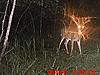 Would you shoot this 21 point buck?-mdgc0009.jpeg