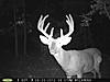 Two More Nice Ones On TrailCam-pict0010.jpg