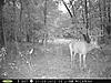 Two More Nice Ones On TrailCam-pict0017-2-.jpg