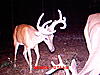 Deer pics-mdgc0915.jpg