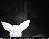 Why does my trail cam take white pics????-closeup.jpg