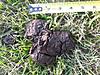 Deer Droppings?-scat-1-smaller.jpg