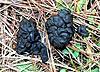 Deer Droppings?-images.jpg