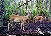 FL Deer-67360edc-4abf-42ad-80ab-d6611dd3d51b.jpeg