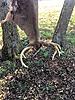 Got the big wide nine pointer!!-buds-2018-big-9-pointer-2.jpg