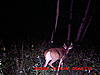 whats wrong with this buck?-039.jpg