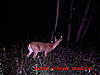 whats wrong with this buck?-036.jpg