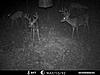 Deer hunt- may-10-10-kansas-2009-trail-camera.jpg