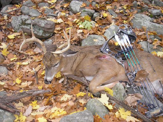 168lb 8pt archery buck, taken w/ 70# mathews switchbackXT and sonic BH. nov07' .NY