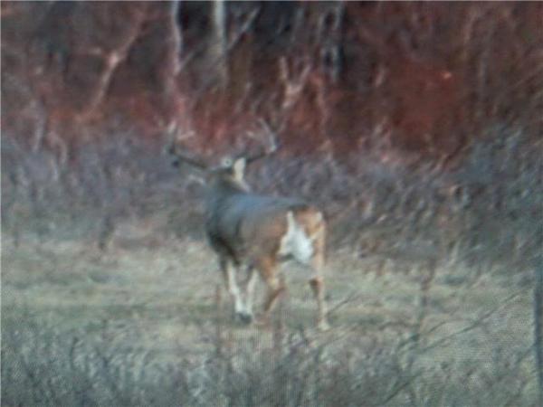 another nice buck