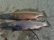 2 Steelhead from Erie - Both were 9 lbs ....