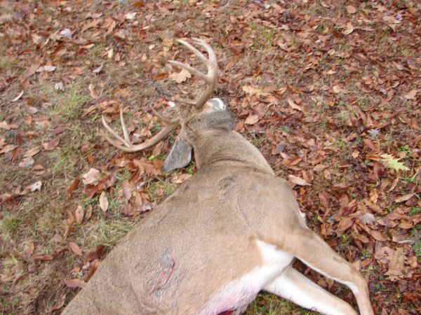 Archery Buck