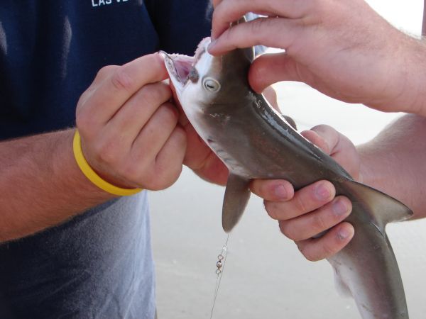 OBX - black tip shark