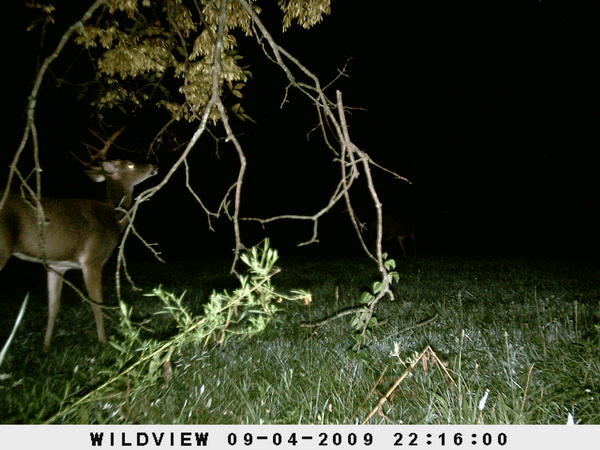 trail cam pics unit B 032