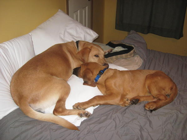 My two pups-molly the bloodhound and easton the yellow lab!!