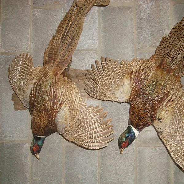 2 pheasants i did last year