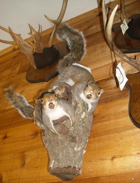 2 playful squirrels I did this year. one is actually coming out of a hole