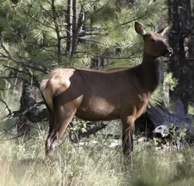 Elk Anatomy – Coloration